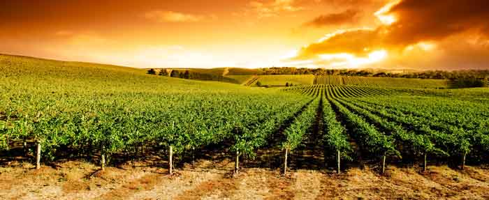 sunset-over-vineyard